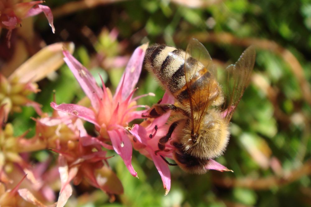 Abeille